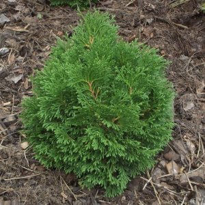 Tuja riasnatá  (Thuja plicata) ´LITTLE BOY´ ® - výška 20-30 cm, kont. C5L, ∅ rastliny 15-20 cm